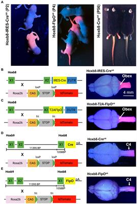 Direct comparison of Hoxb8-driven reporter distribution in the brains of four transgenic mouse lines: towards a spinofugal projection atlas